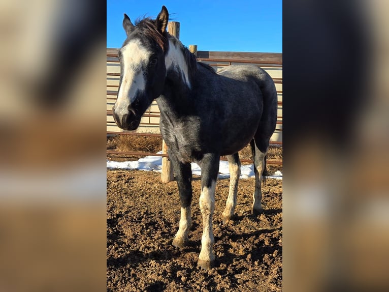 Mustang (american) Gelding 4 years 14,2 hh Roan-Blue in Kirchheim