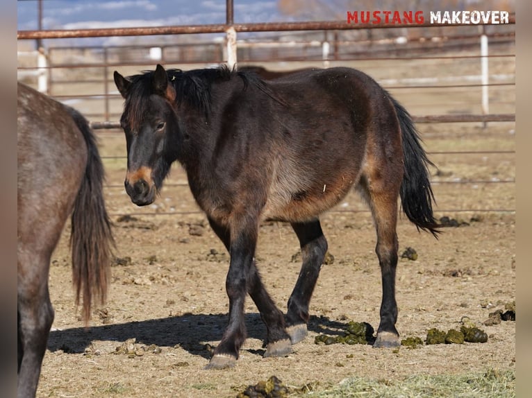 Mustang (american) Gelding 4 years 14,3 hh Buckskin in Taunusstein