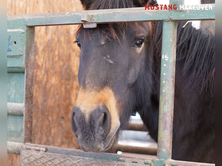 Mustang (american) Gelding 4 years 14,3 hh Buckskin in Taunusstein