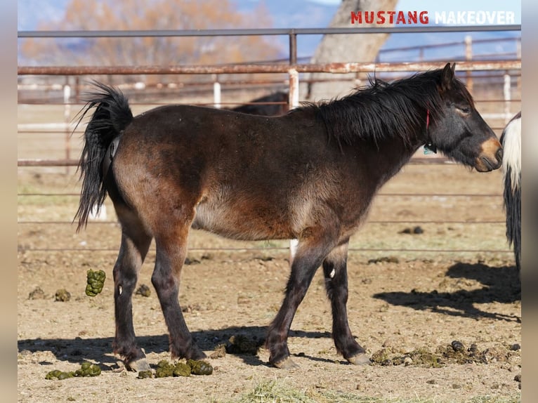 Mustang (american) Gelding 4 years 14,3 hh Buckskin in Taunusstein