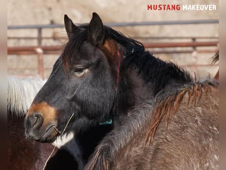 Mustang (american) Gelding 4 years 14,3 hh Buckskin in Taunusstein