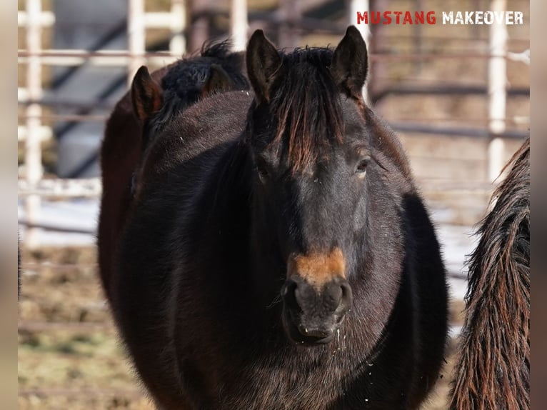 Mustang (american) Gelding 4 years 14,3 hh Buckskin in Taunusstein