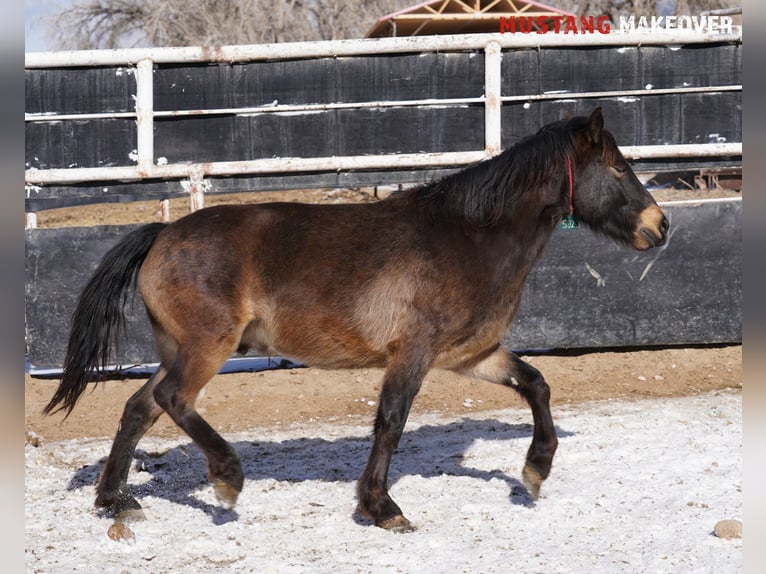 Mustang (american) Gelding 4 years 14,3 hh Buckskin in Taunusstein