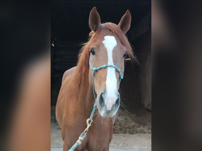 Mustang (american) Gelding 4 years 14,3 hh Chestnut-Red in USA