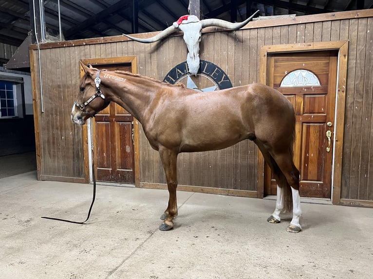 Mustang (american) Gelding 4 years 14,3 hh Chestnut-Red in USA