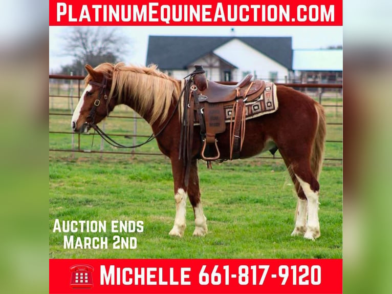 Mustang (american) Gelding 4 years 14 hh Chestnut in Stephenville Tx