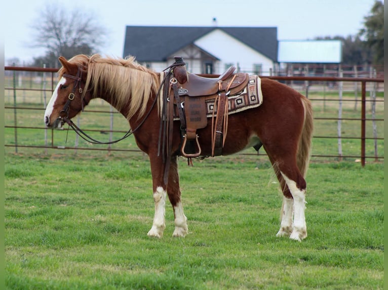 Mustang (american) Gelding 4 years 14 hh Chestnut in Stephenville Tx