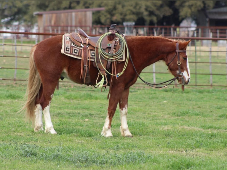 Mustang (american) Gelding 4 years 14 hh Chestnut in Stephenville Tx