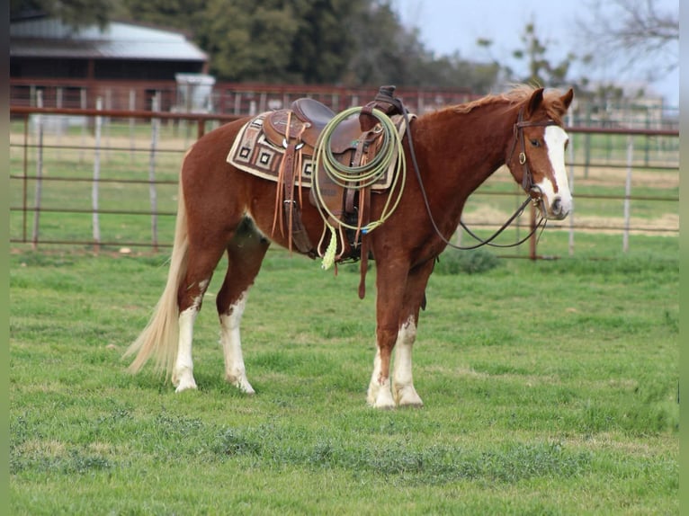 Mustang (american) Gelding 4 years 14 hh Chestnut in Stephenville Tx