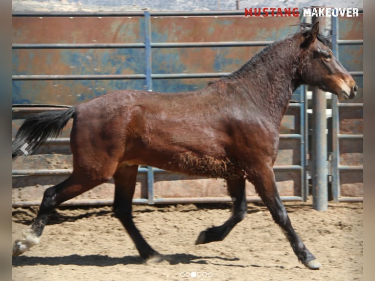 Mustang (american) Gelding 4 years 15 hh Bay-Dark in Taunusstein