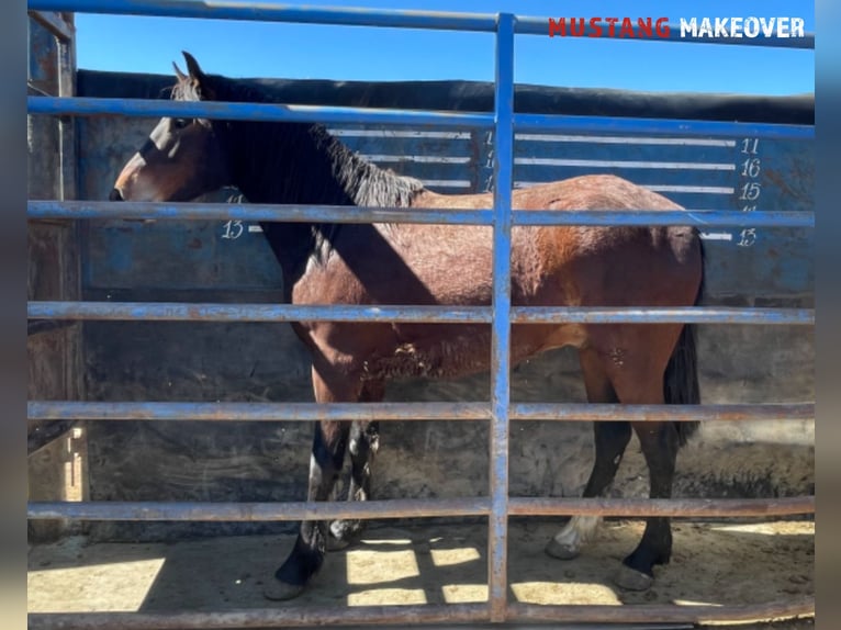 Mustang (american) Gelding 4 years 15 hh Bay-Dark in Taunusstein