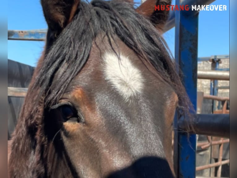 Mustang (american) Gelding 4 years 15 hh Bay-Dark in Taunusstein