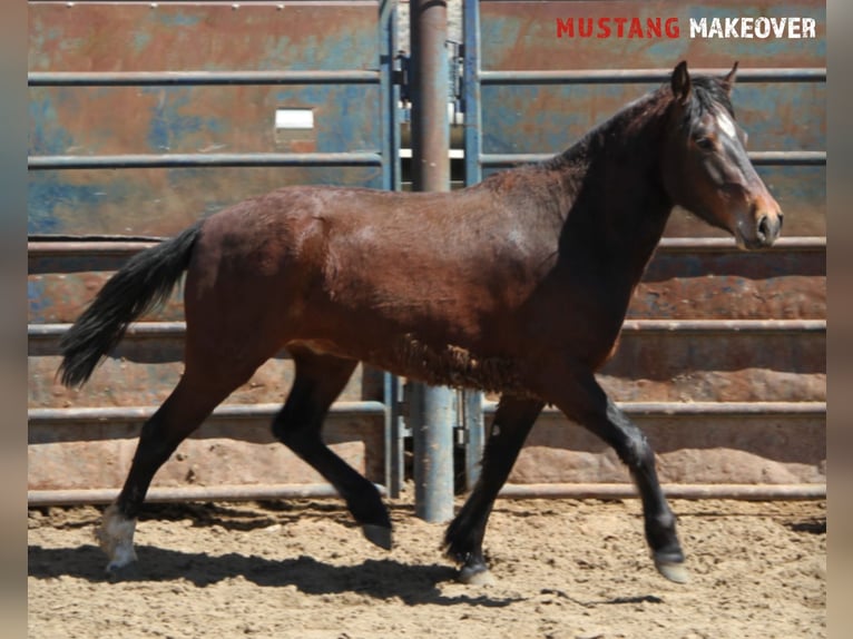 Mustang (american) Gelding 4 years 15 hh Bay-Dark in Taunusstein