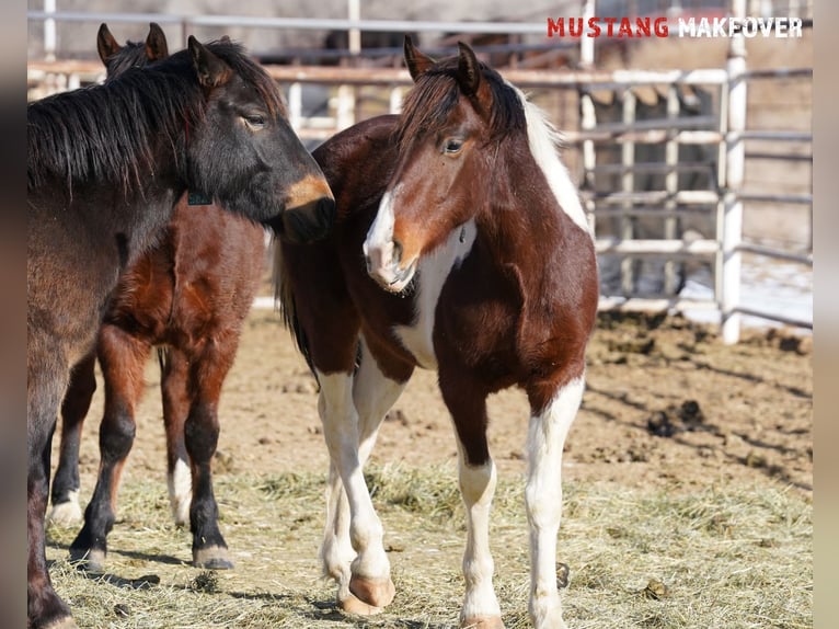 Mustang (american) Gelding 4 years 15 hh Pinto in Taunusstein