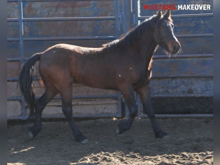 Mustang (american) Gelding 5 years 14,2 hh Brown in Taunusstein