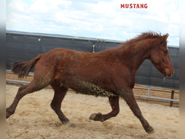 Mustang (american) Gelding 5 years 14,2 hh Chestnut-Red in Taunusstein