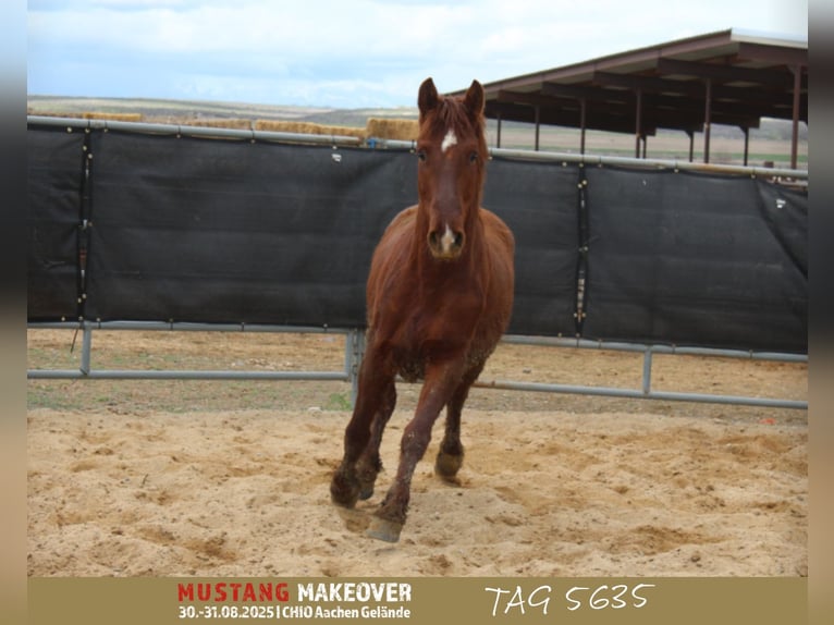 Mustang (american) Gelding 5 years 14,2 hh Chestnut-Red in Taunusstein