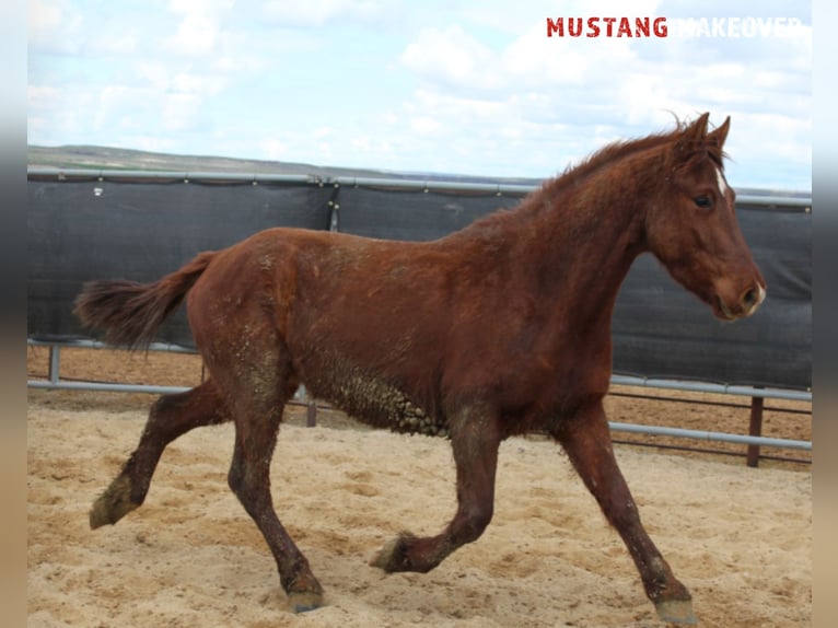 Mustang (american) Gelding 5 years 14,2 hh Chestnut-Red in Taunusstein