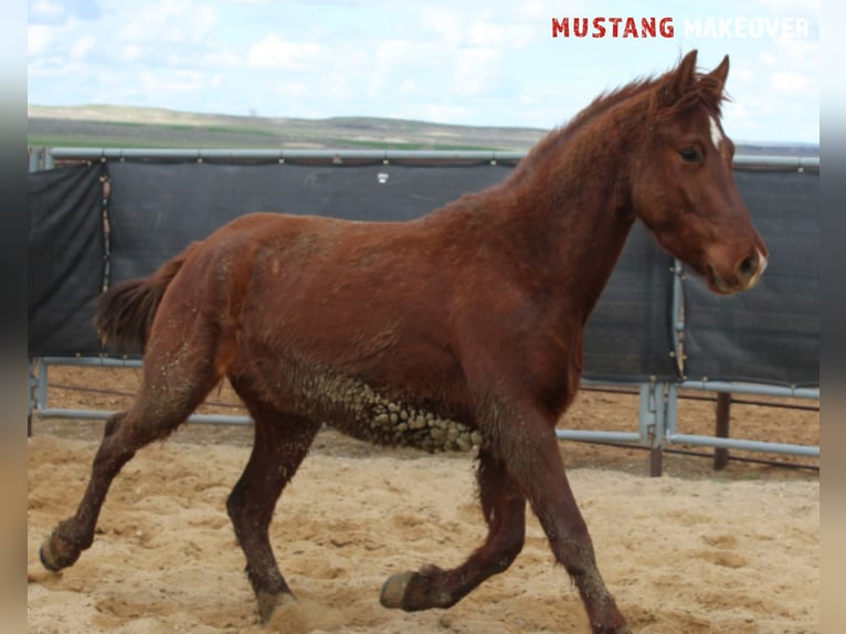 Mustang (american) Gelding 5 years 14,2 hh Chestnut-Red in Taunusstein