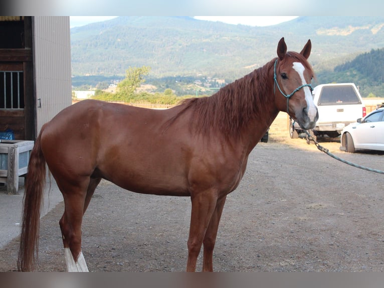 Mustang (american) Gelding 5 years 14,3 hh Chestnut-Red in USA