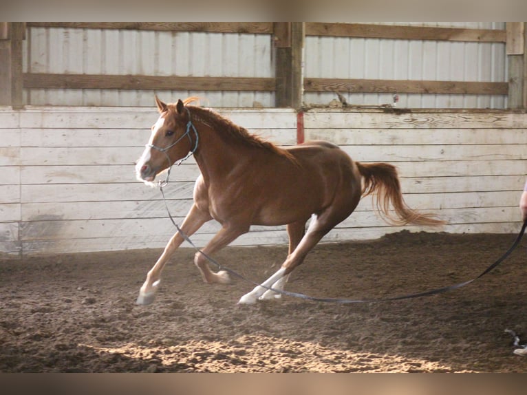 Mustang (american) Gelding 5 years 14,3 hh Chestnut-Red in USA