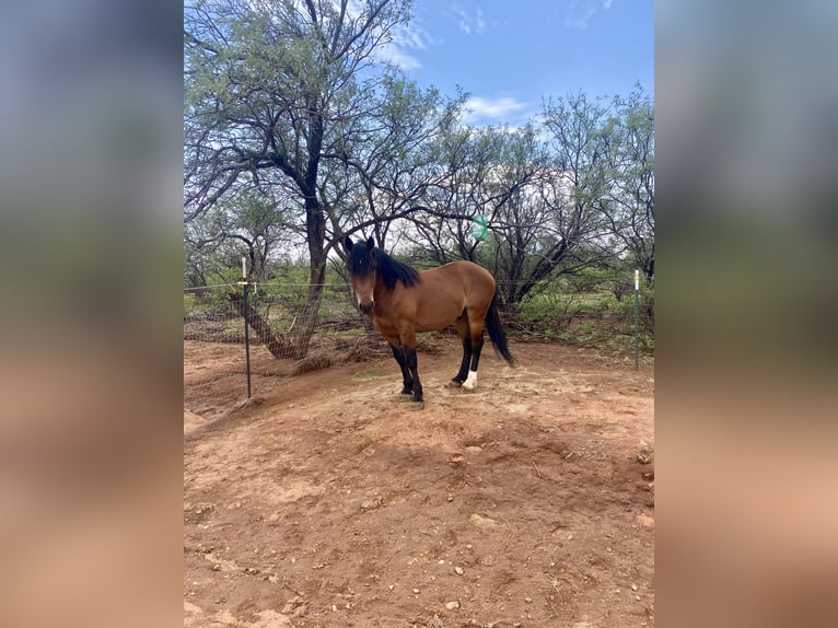 Mustang (american) Gelding 5 years 15 hh Brown in Sierra Vista, Arizona