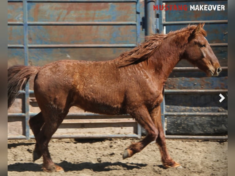 Mustang (american) Gelding 5 years 15 hh Chestnut-Red in Taunusstein