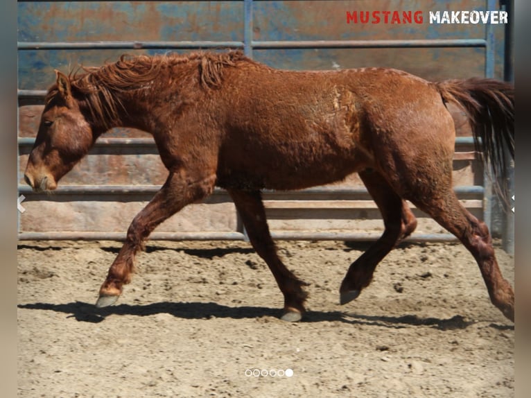 Mustang (american) Gelding 5 years 15 hh Chestnut-Red in Taunusstein