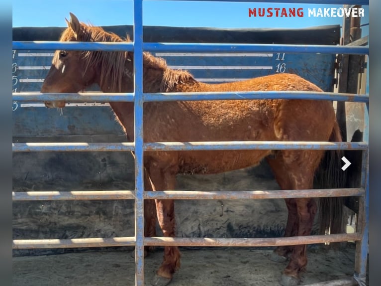 Mustang (american) Gelding 5 years 15 hh Chestnut-Red in Taunusstein