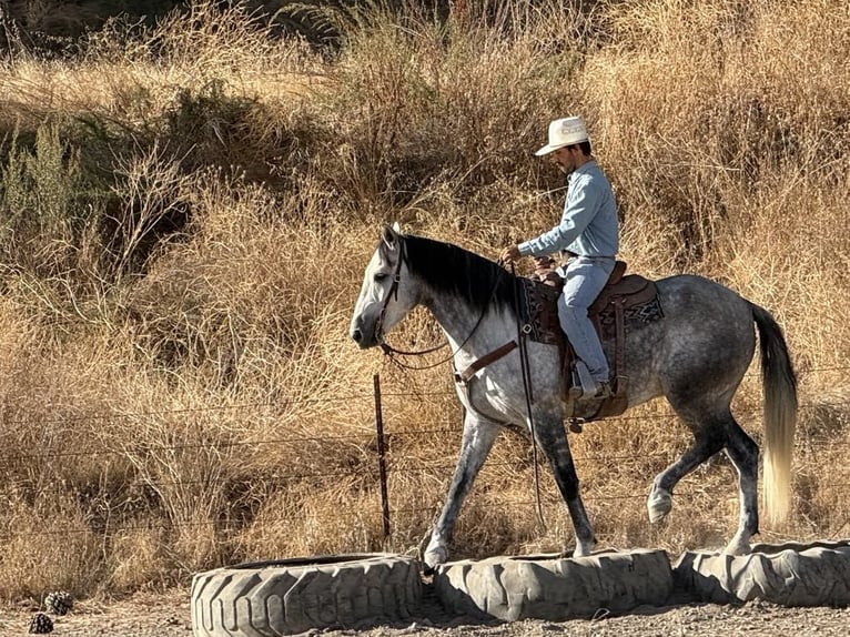 Mustang (american) Gelding 5 years 16 hh Gray-Dapple in King City CA