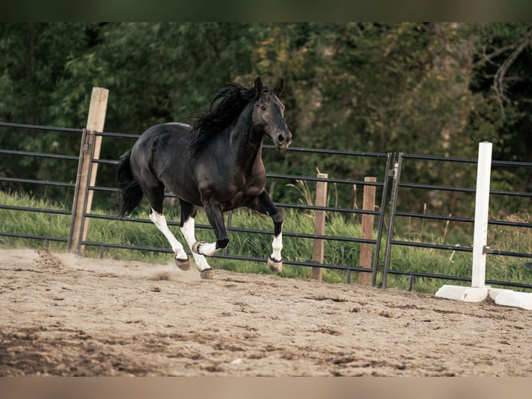 Mustang (american) Gelding 6 years 14,2 hh Black in Weatherford, TX