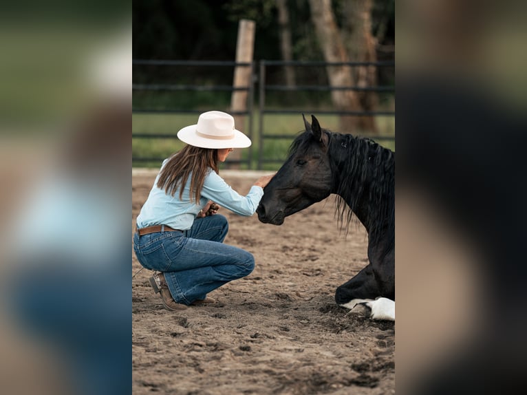 Mustang (american) Gelding 6 years 14,2 hh Black in Weatherford, TX