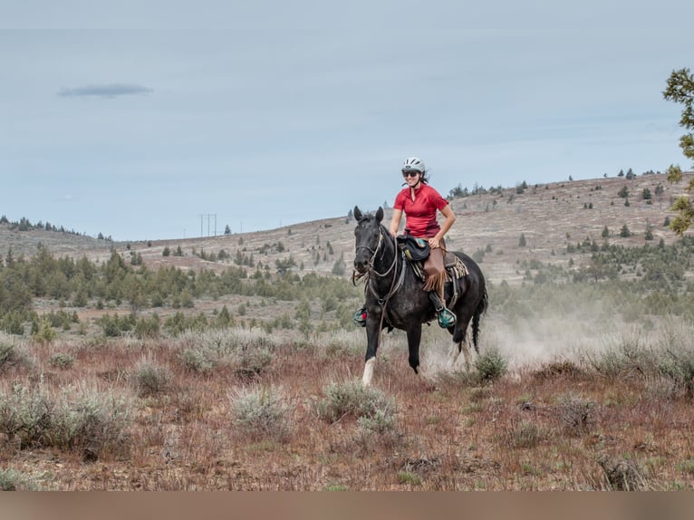 Mustang (american) Gelding 6 years 14,2 hh Black in Weatherford, TX