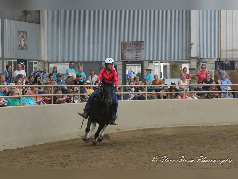 Mustang (american) Gelding 6 years 14,2 hh Black in Weatherford, TX