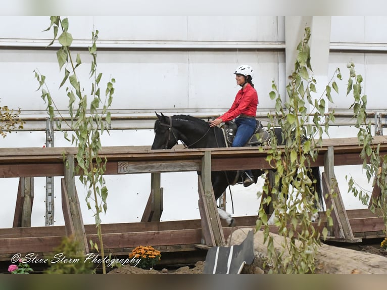 Mustang (american) Gelding 6 years 14,2 hh Black in Weatherford, TX