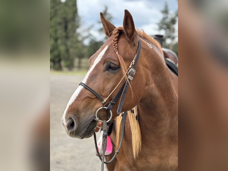 Mustang (american) Gelding 6 years 14,3 hh Chestnut-Red in USA