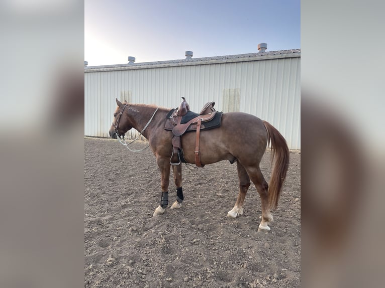 Mustang (american) Gelding 6 years 14,3 hh Chestnut-Red in USA