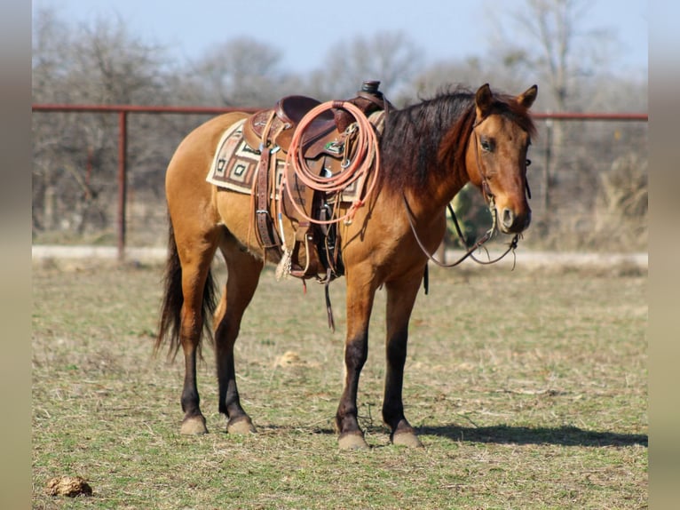 Mustang (american) Gelding 6 years 14 hh Dun in Stephenville TX