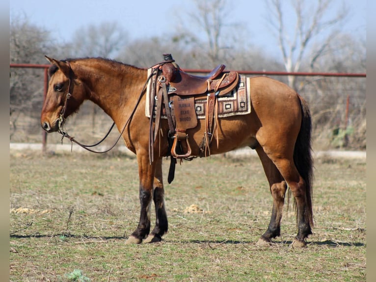 Mustang (american) Gelding 6 years 14 hh Dun in Stephenville TX