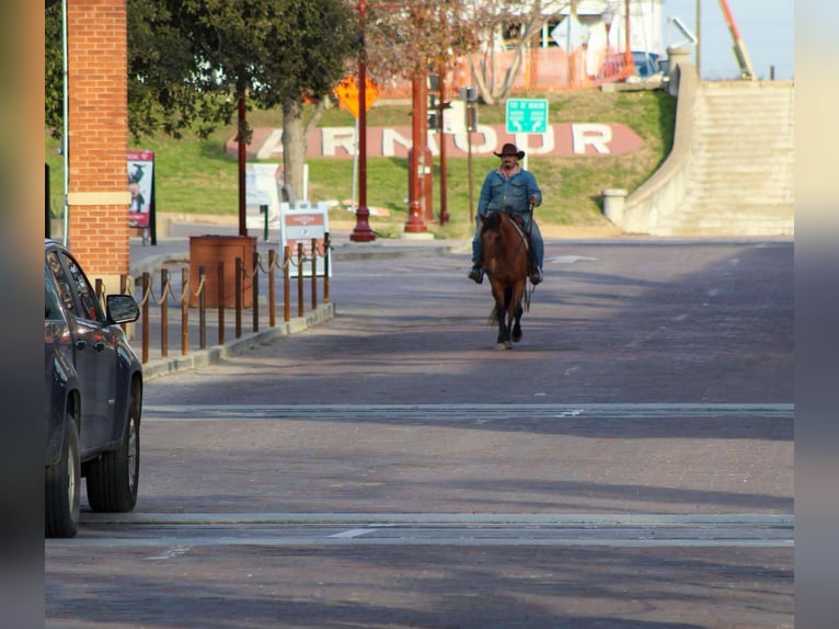 Mustang (american) Gelding 6 years 14 hh Dun in Stephenville TX