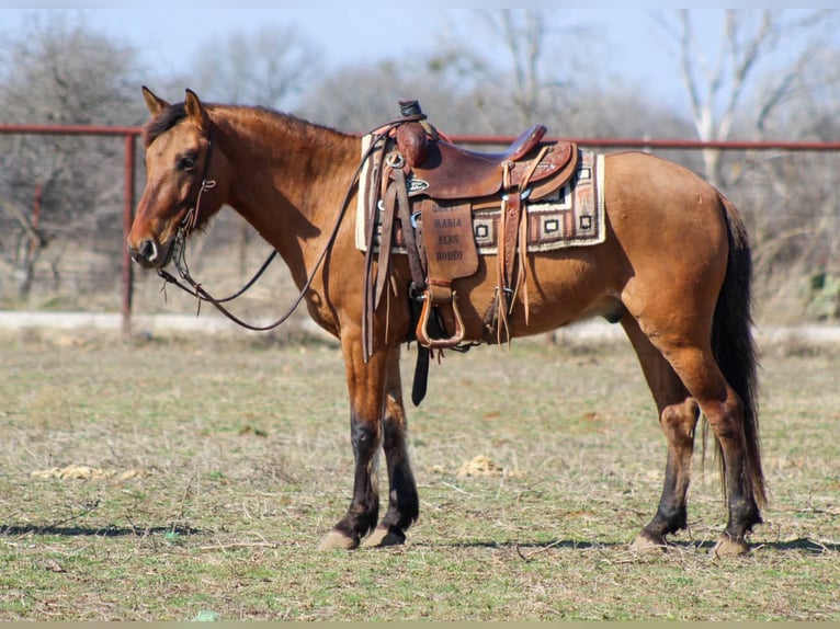 Mustang (american) Gelding 6 years 14 hh Dun in Stephenville TX