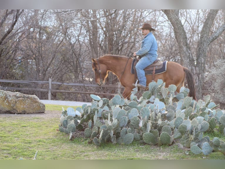 Mustang (american) Gelding 6 years 14 hh Dun in Stephenville TX