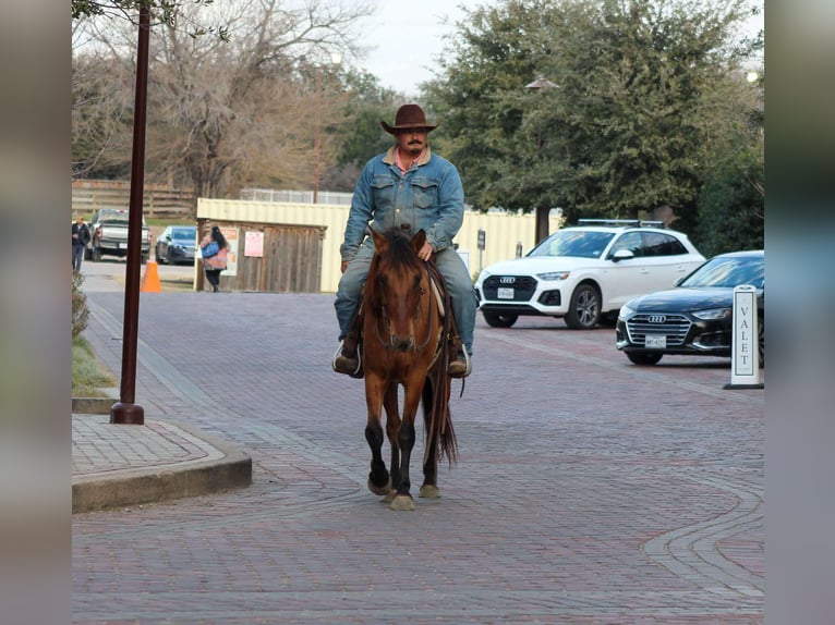 Mustang (american) Gelding 6 years 14 hh Dun in Stephenville TX