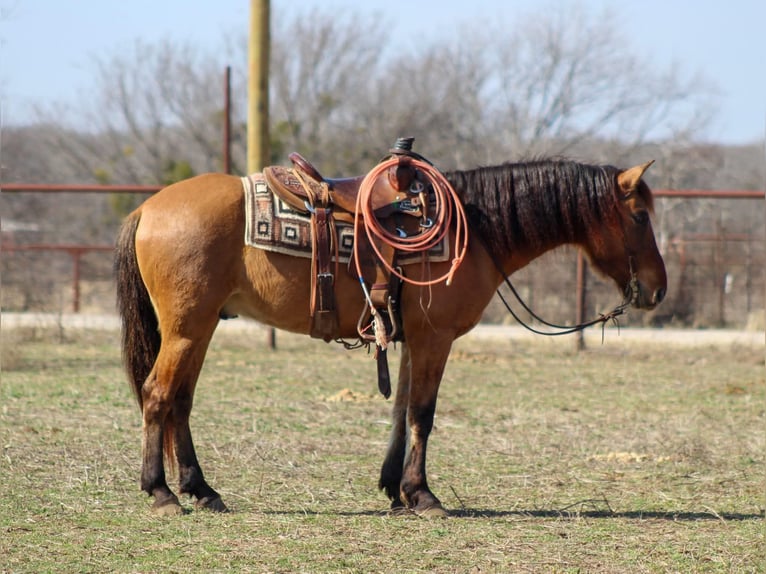 Mustang (american) Gelding 6 years 14 hh Dun in Stephenville TX