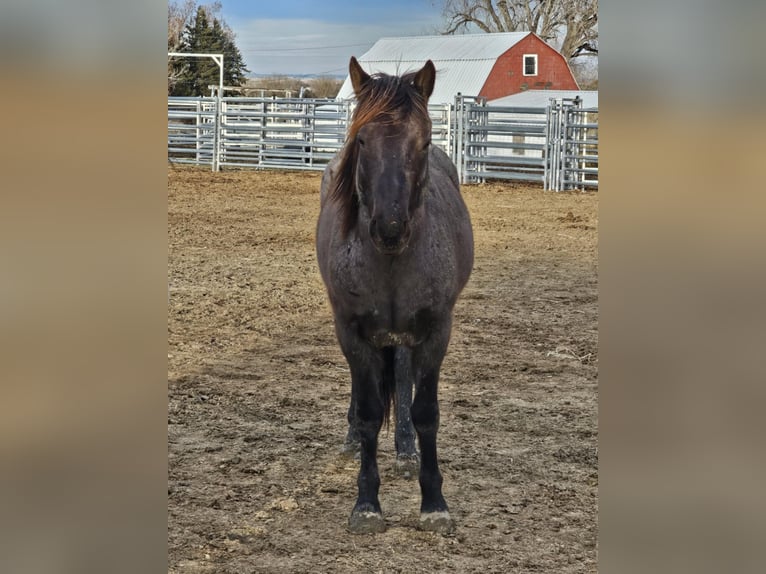 Mustang (american) Gelding 6 years 14 hh Roan-Blue in USA