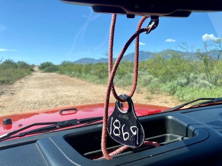 Mustang (american) Gelding 6 years 15 hh Brown in Sierra Vista, Arizona