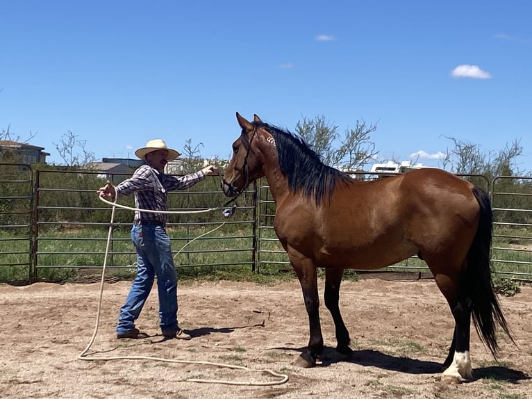 Mustang (american) Gelding 6 years 15 hh Brown in Sierra Vista, Arizona