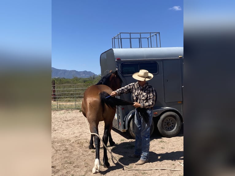 Mustang (american) Gelding 6 years 15 hh Brown in Sierra Vista, Arizona