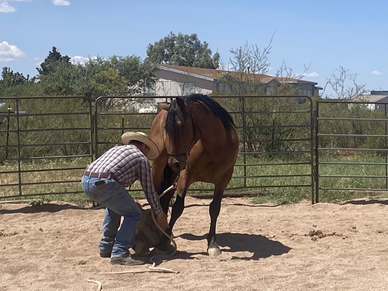 Mustang (american) Gelding 6 years 15 hh Brown in Sierra Vista, Arizona