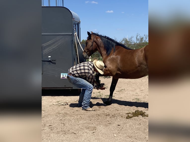 Mustang (american) Gelding 6 years 15 hh Brown in Sierra Vista, Arizona